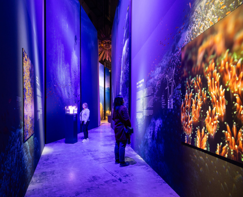 Ausstellung zu "Great Barrier Reef" im Panometer Dresden