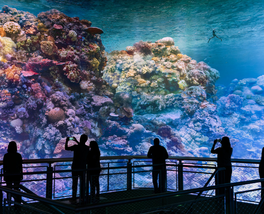 Besucher im Panometer Dresden betrachten das Unterwasser-Panorama "Great Barrier Reef" von der Aussichtsplattform aus.